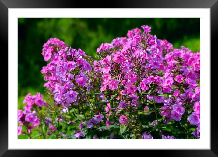 Phlox Flame Pink Flowers Framed Mounted Print by Wdnet Studio
