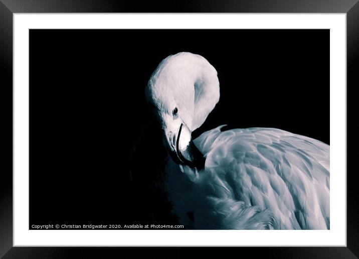 Flamingo 2 Framed Mounted Print by Christian Bridgwater