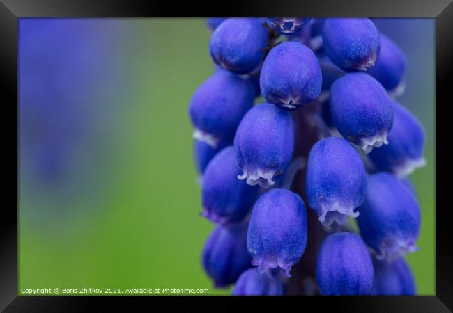 Muscari (Grape hyacinth). Framed Print by Boris Zhitkov