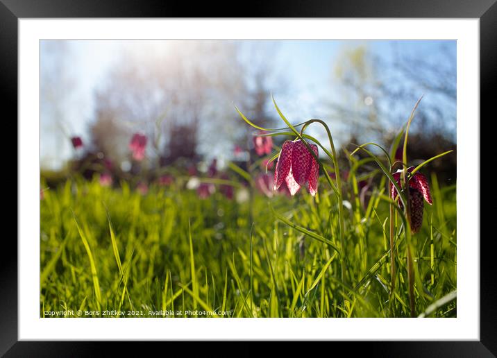 Fritillaria meleagris. Framed Mounted Print by Boris Zhitkov