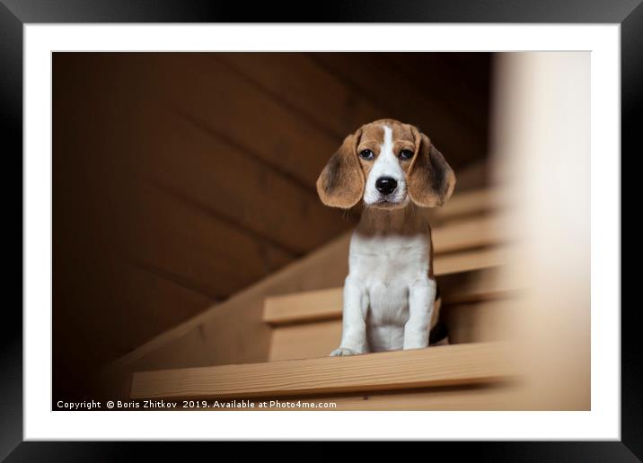 Cute little beagle puppy Framed Mounted Print by Boris Zhitkov