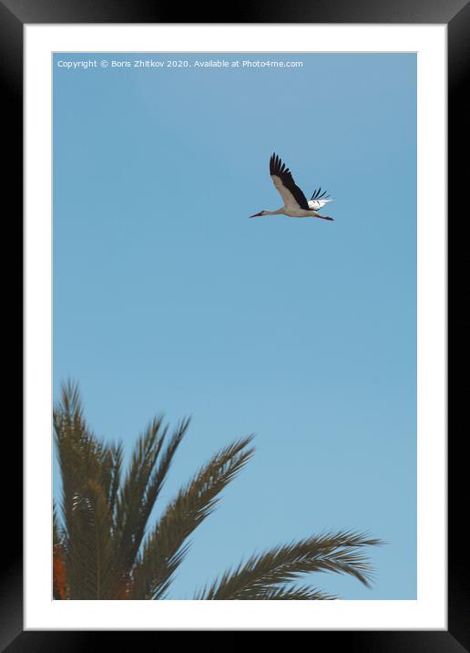 Flying stork. Framed Mounted Print by Boris Zhitkov