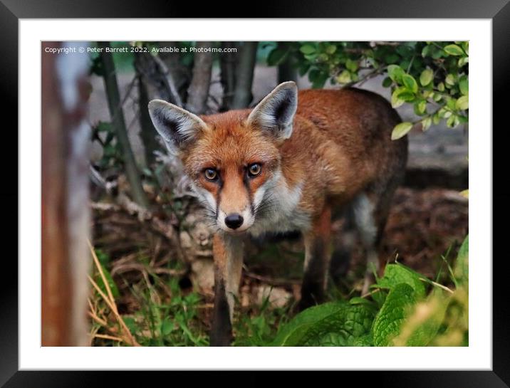 A fox standing in the grass Framed Mounted Print by Peter Barrett
