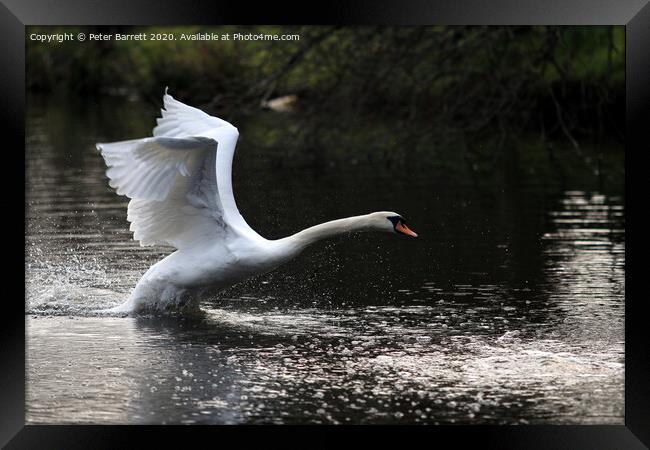 Swan Landing on a lake Framed Print by Peter Barrett