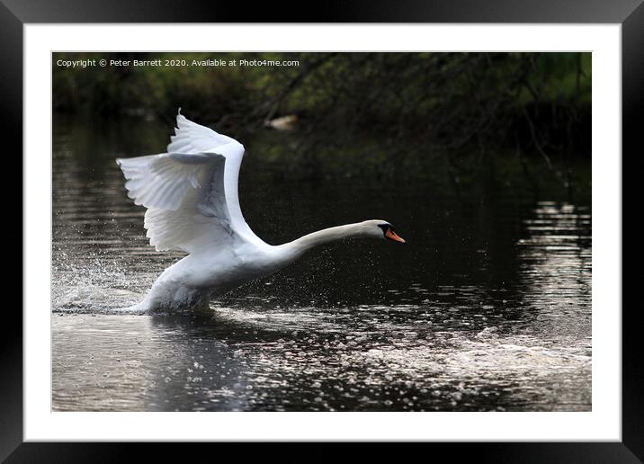 Swan Landing on a lake Framed Mounted Print by Peter Barrett