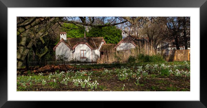 Snowdrops hint at spring Framed Mounted Print by Rehanna Neky