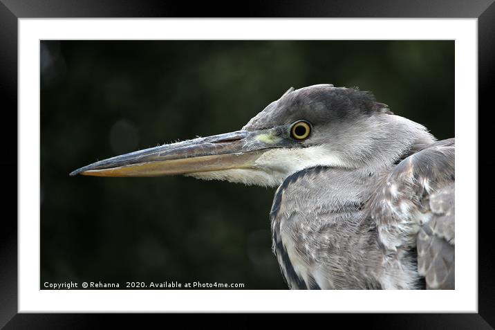 Young heron with an eye on its fish Framed Mounted Print by Rehanna Neky