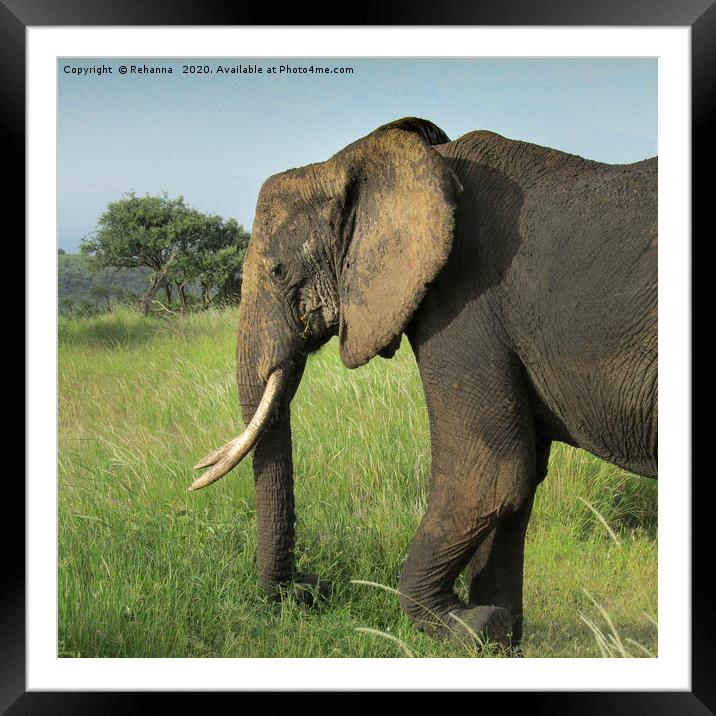 African elephant uproots grass, Kenya Framed Mounted Print by Rehanna Neky