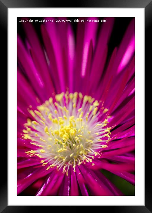 Macro shot of a single ice plant flower Framed Mounted Print by Rocklights 