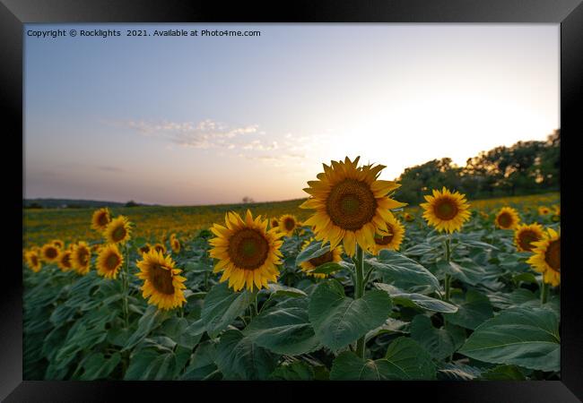 Field of sunflowers at dusk Framed Print by Rocklights 