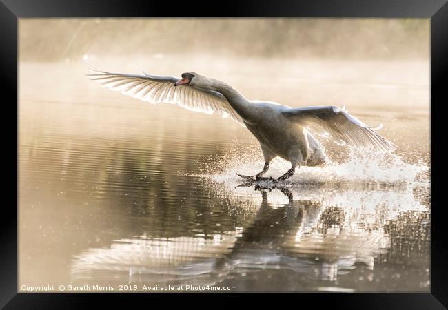 Swan landing Framed Print by Gareth Morris