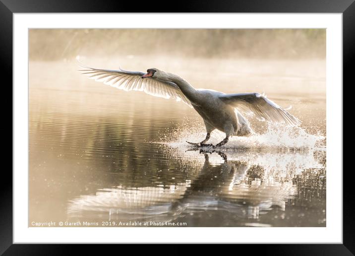 Swan landing Framed Mounted Print by Gareth Morris