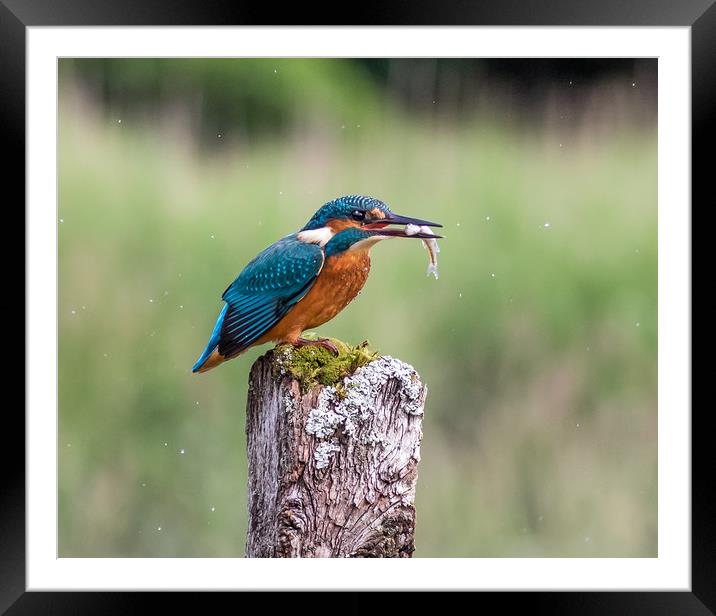 The King of fishing. Framed Mounted Print by Ian Taylor