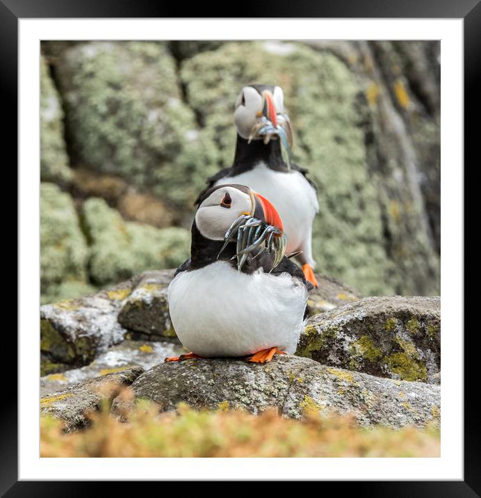 Dinner is served. Framed Mounted Print by Ian Taylor