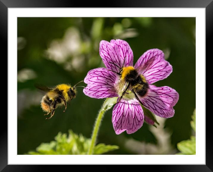 Join the queue. Framed Mounted Print by Ian Taylor