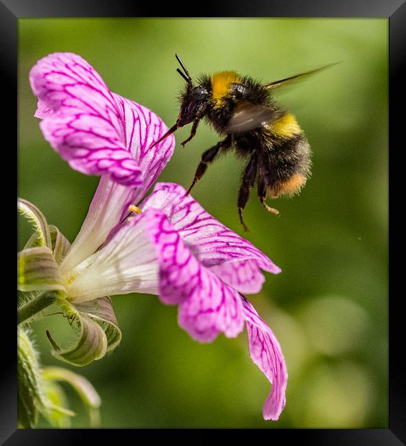 Busy Bee. Framed Print by Ian Taylor