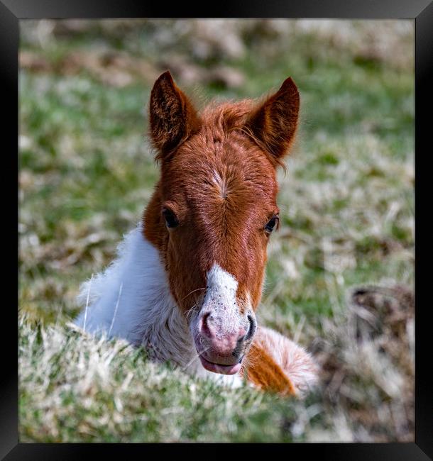 Moorland Pony Foal. Framed Print by Ian Taylor
