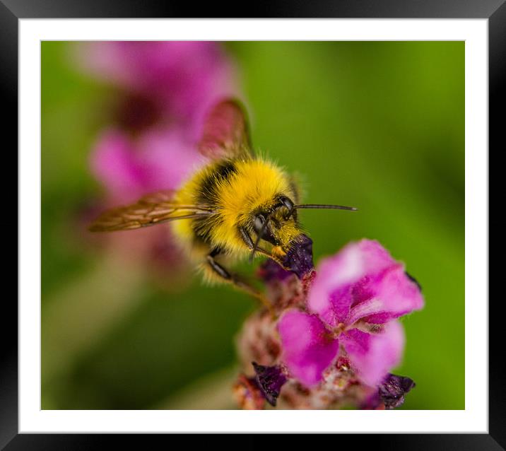 Bumblebee on a French Lavender.  Framed Mounted Print by Ian Taylor