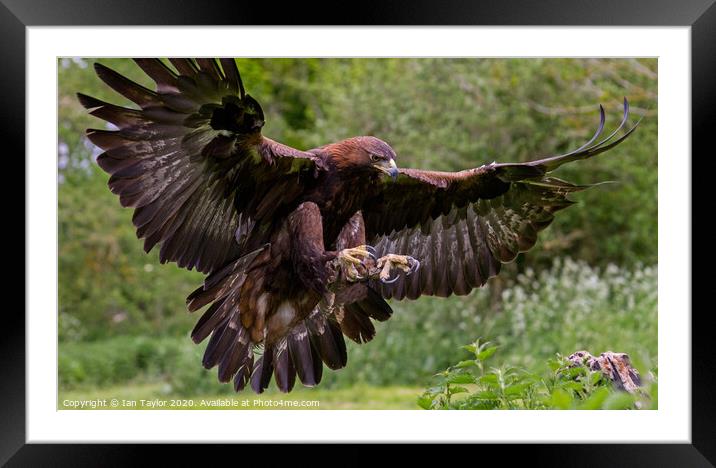 Coming in to land. Framed Mounted Print by Ian Taylor
