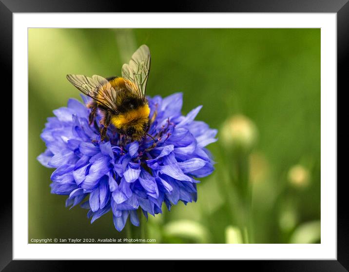 Bumblebee on a Cornflower. Framed Mounted Print by Ian Taylor