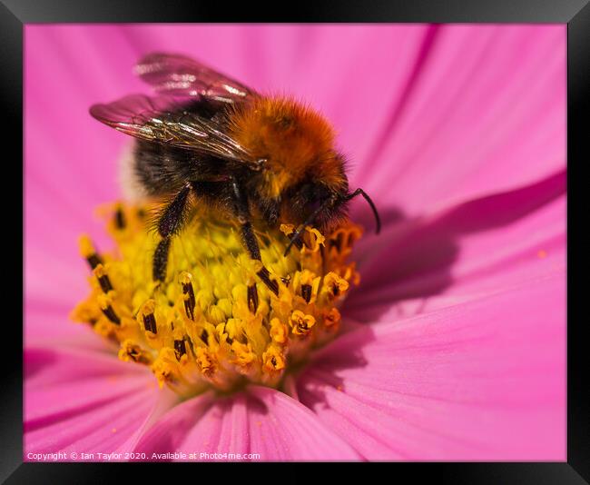 Bumblebee on a Cosmos flowerhead. Framed Print by Ian Taylor