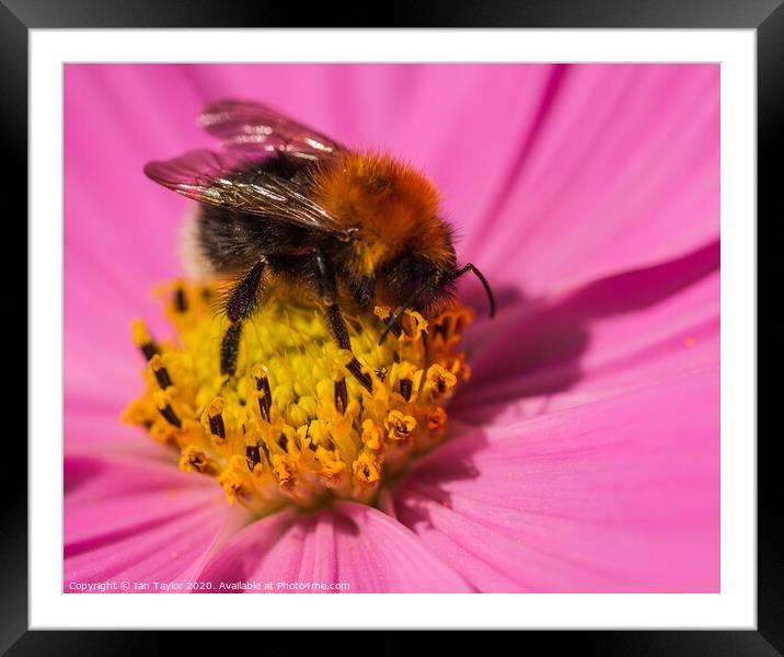 Bumblebee on a Cosmos flowerhead. Framed Mounted Print by Ian Taylor