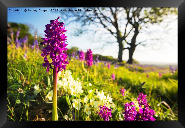 Wildflowers. Framed Print by Ashley Cooper