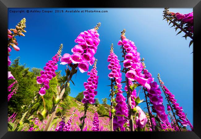 Foxgloves. Framed Print by Ashley Cooper