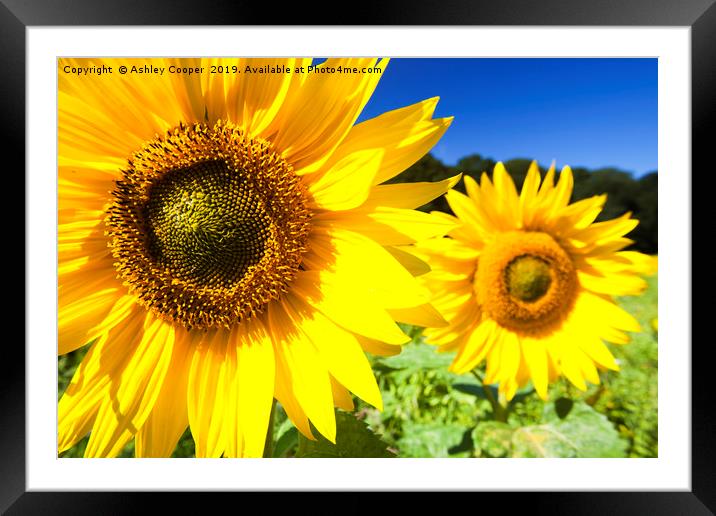 Sunflowers being grown in Letheringsett in Norfolk Framed Mounted Print by Ashley Cooper