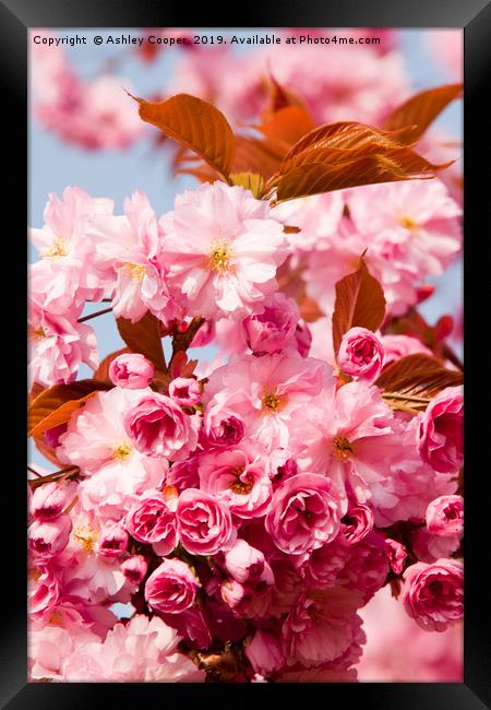 Cherry blossom. Framed Print by Ashley Cooper
