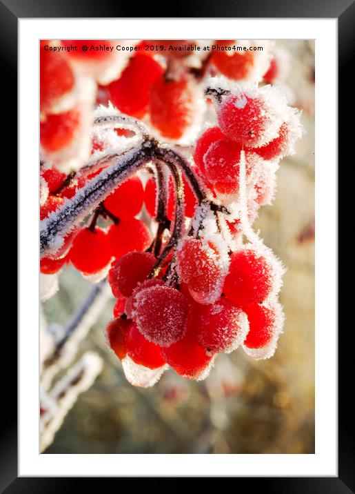 Hoare frost on Rowan berries UK. Framed Mounted Print by Ashley Cooper