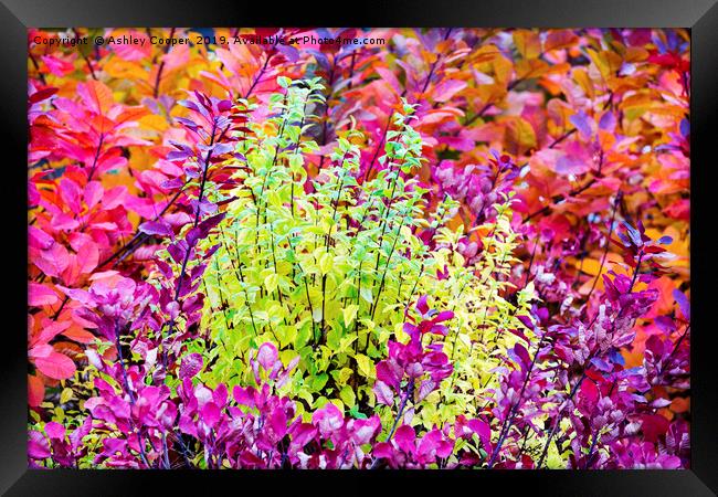 Foliage colours. Framed Print by Ashley Cooper