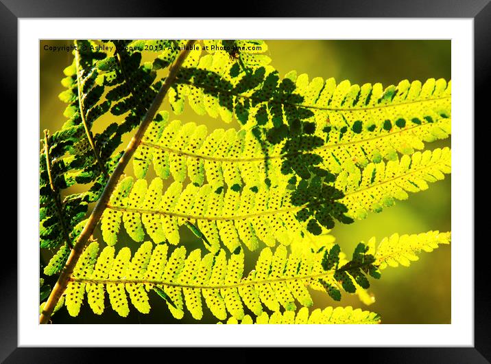 Fern frond. Framed Mounted Print by Ashley Cooper