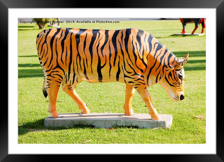 Tiger cow. Framed Mounted Print by Ashley Cooper