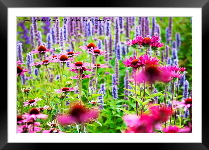 Flowerbed. Framed Mounted Print by Ashley Cooper