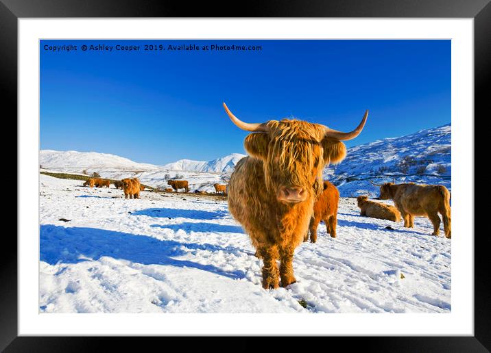 Highland Cattle. Framed Mounted Print by Ashley Cooper