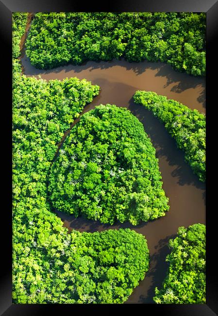 Rainforest  Framed Print by Ashley Cooper