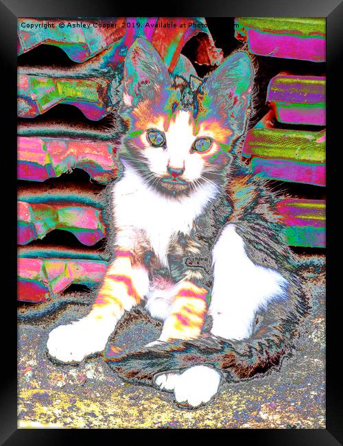 Kitten. Framed Print by Ashley Cooper