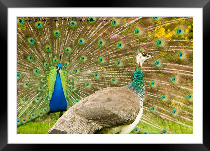 Peacock display Framed Mounted Print by Ashley Cooper