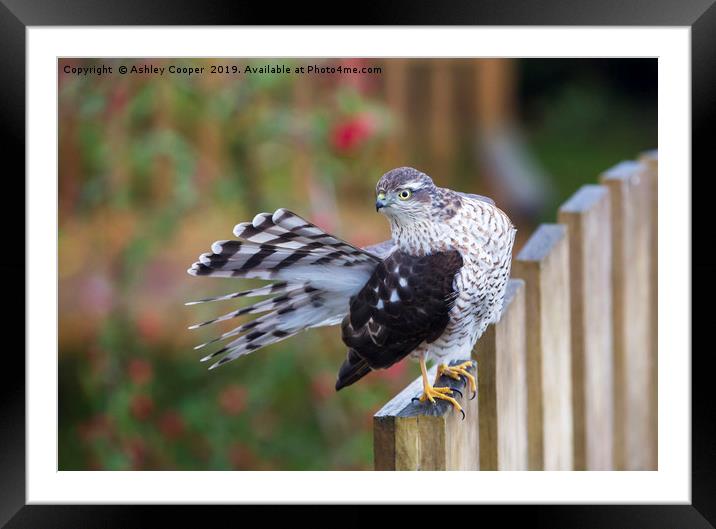 Sparrowhawk Framed Mounted Print by Ashley Cooper