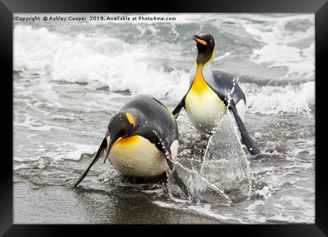 Penguin landing. Framed Print by Ashley Cooper