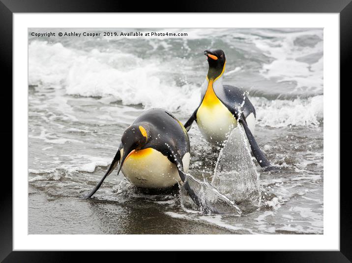 Penguin landing. Framed Mounted Print by Ashley Cooper