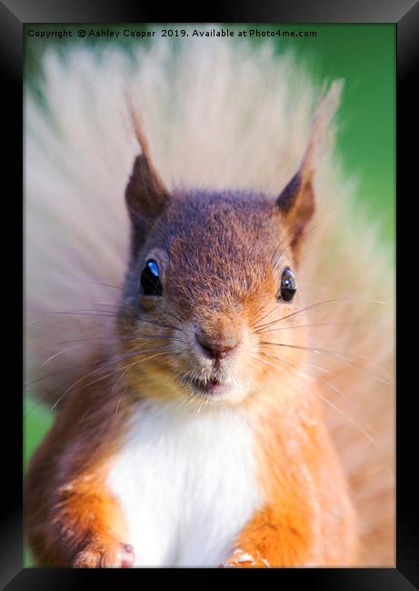 Squirrel eyes Framed Print by Ashley Cooper