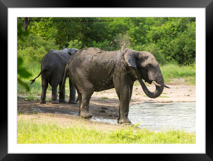 Bath time. Framed Mounted Print by Ashley Cooper
