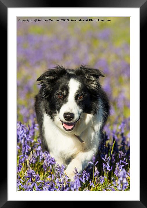 Border Collie Framed Mounted Print by Ashley Cooper