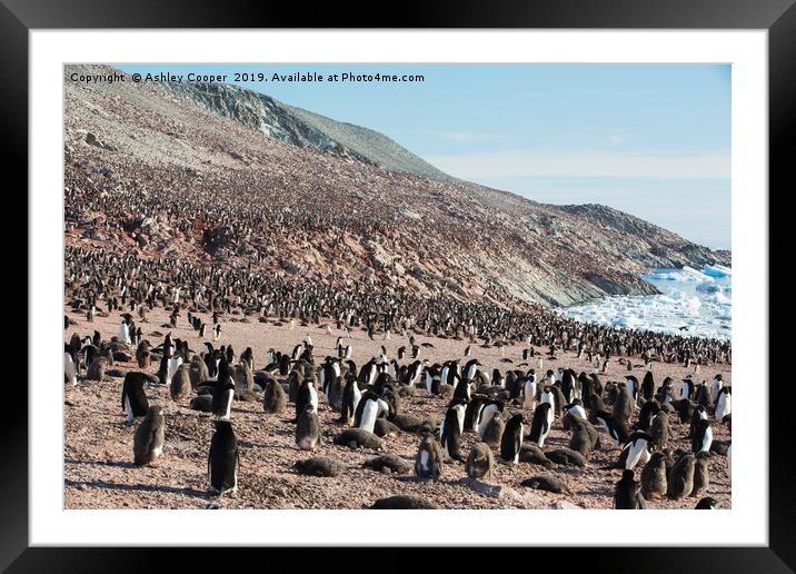 Adelie Penguin colony. Framed Mounted Print by Ashley Cooper