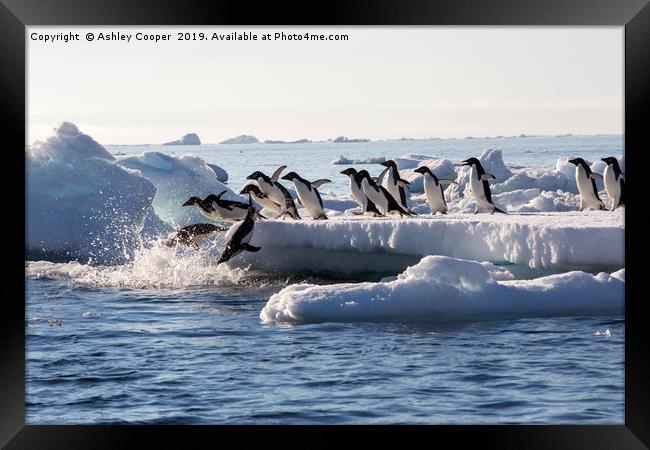 Diving penguins. Framed Print by Ashley Cooper