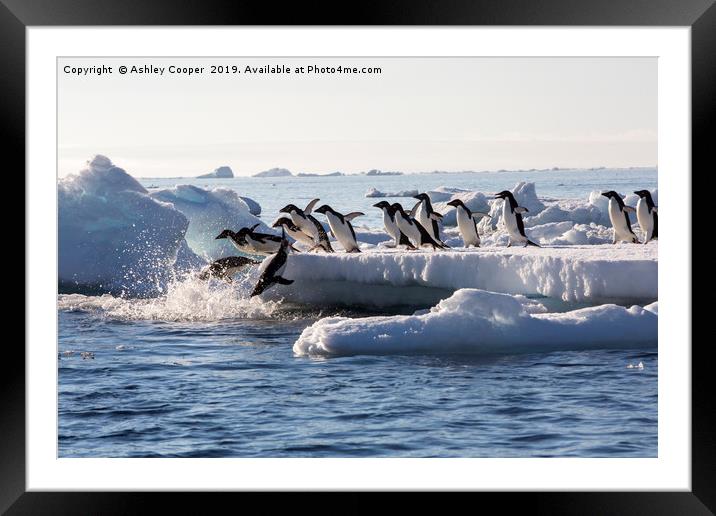 Diving penguins. Framed Mounted Print by Ashley Cooper