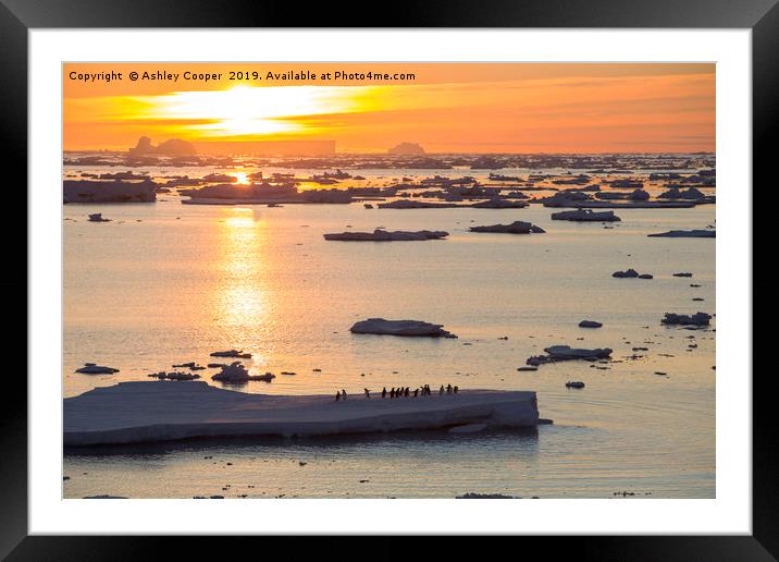 Iceberg sunset. Framed Mounted Print by Ashley Cooper