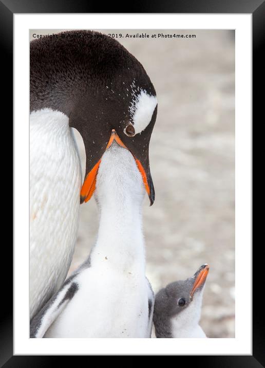 Feeding time. Framed Mounted Print by Ashley Cooper